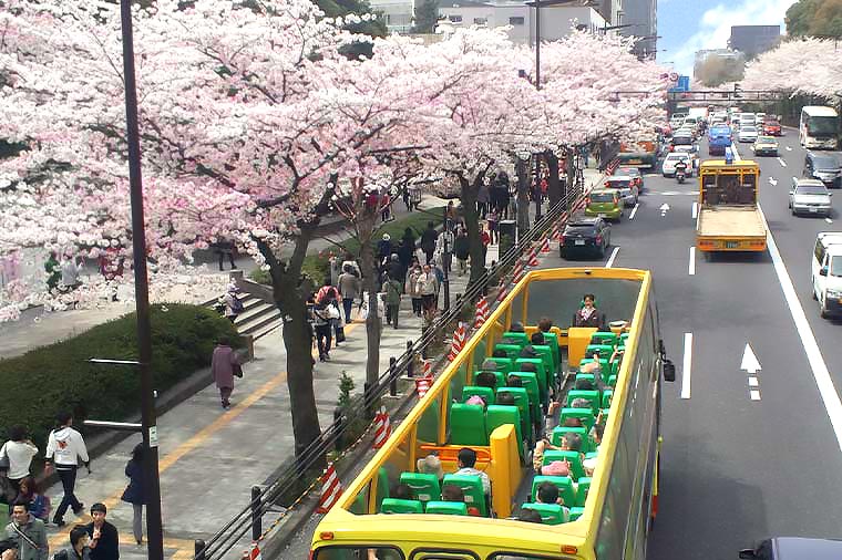 オープンバス・桜