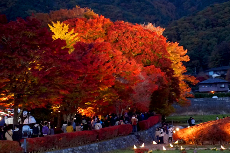河口湖もみじ回廊ライトアップ・紅葉回廊