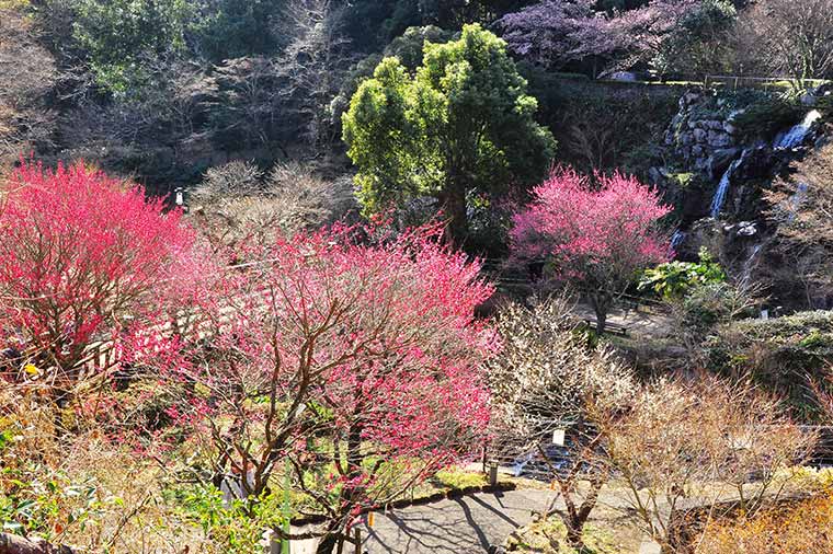 熱海梅園