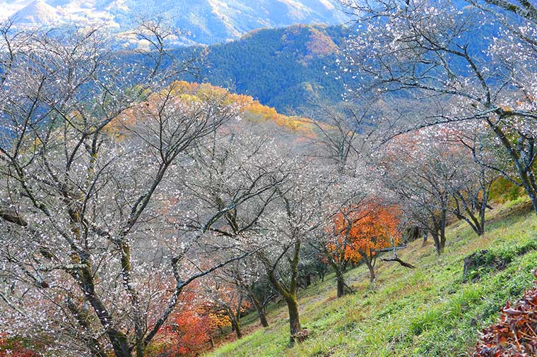 桜山公園・紅葉と冬桜