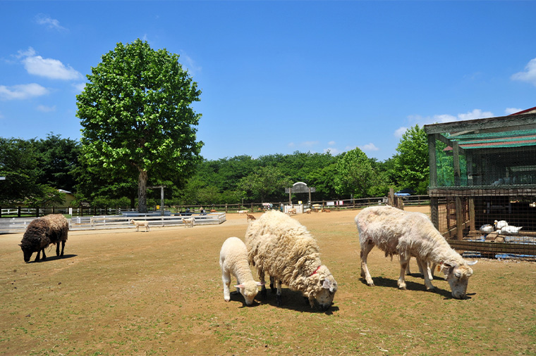 成田ゆめ牧場・ひつじ
