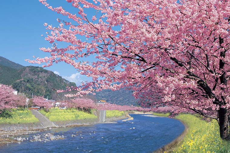 河津桜