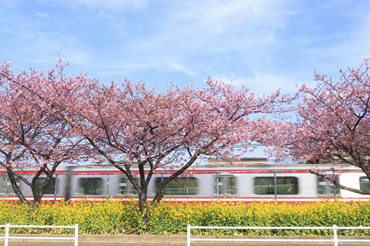 三浦海岸河津桜