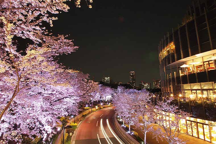 東京ミッドタウン・夜桜