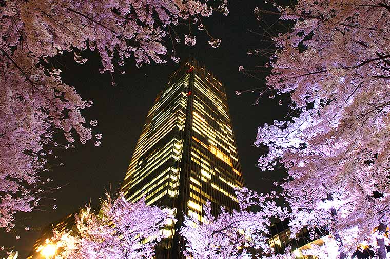 東京ミッドタウン・夜桜