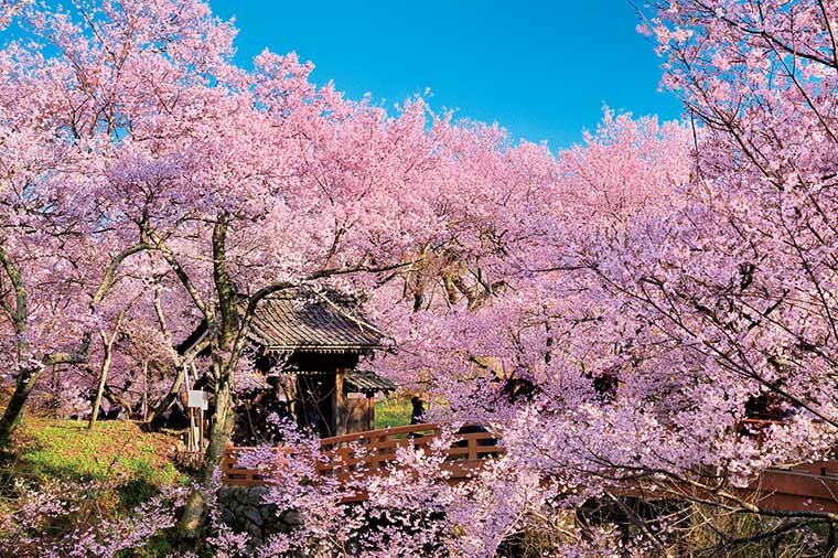 高遠城址公園の桜