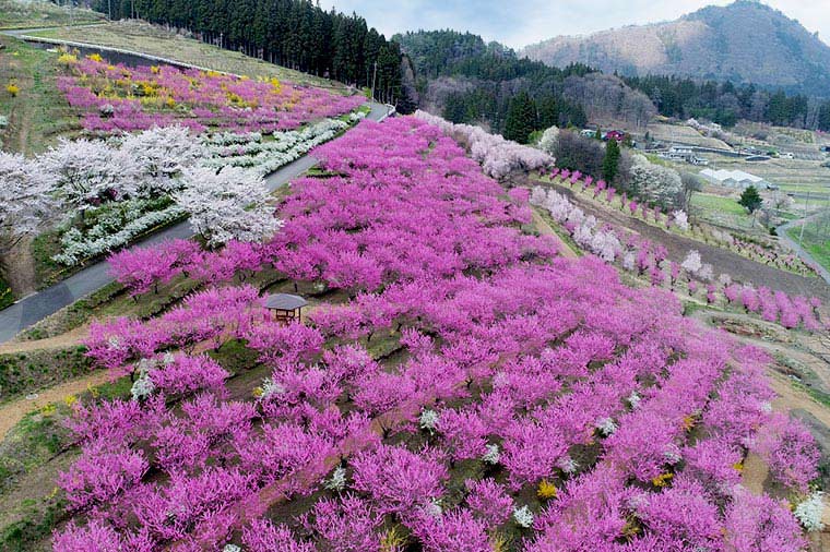 中之条ガーデンズ・花桃の丘