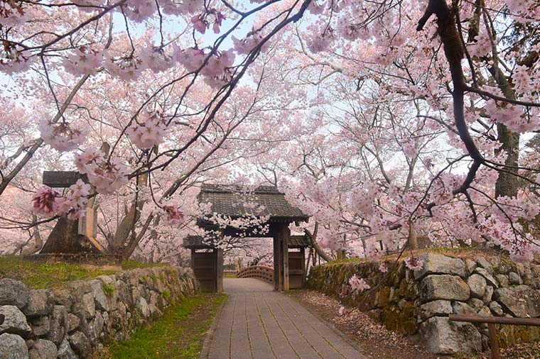 高遠城址公園の桜