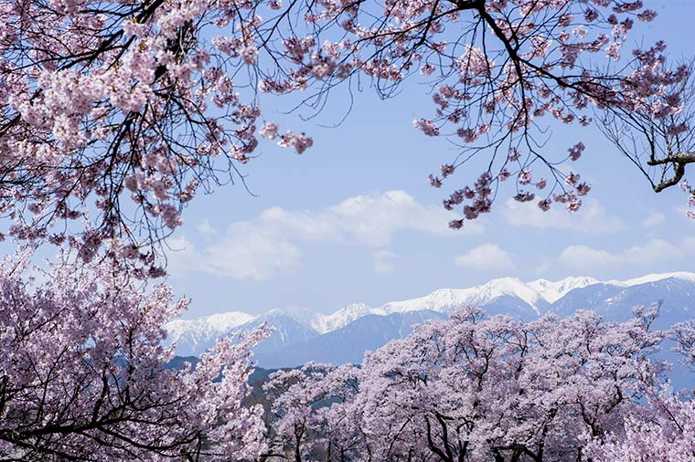高遠城址公園の桜