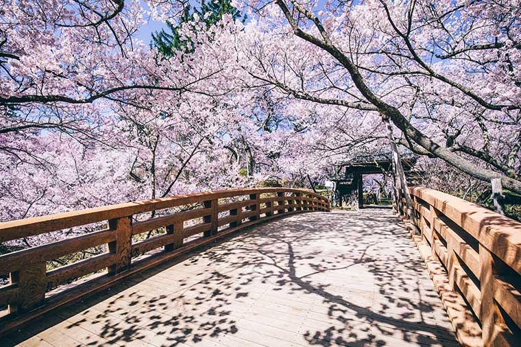 高遠城址公園_桜雲橋