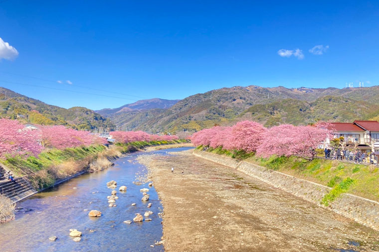 河津桜・橋から