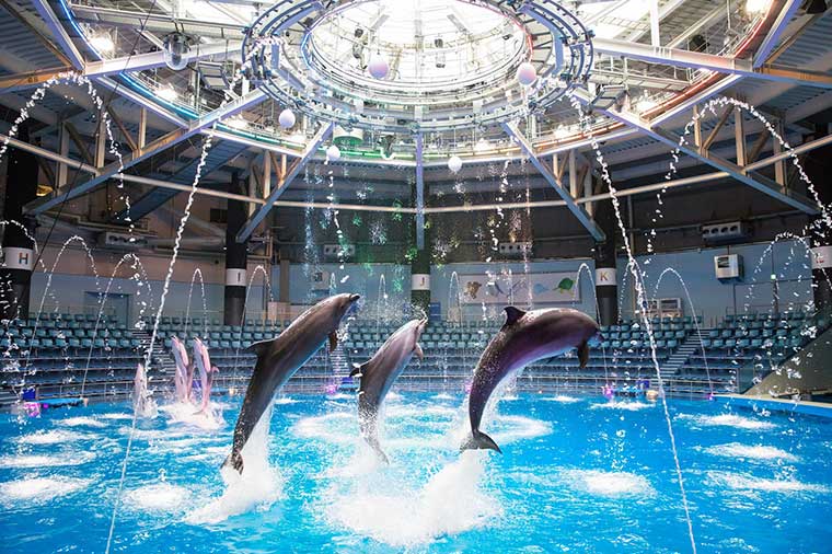 マクセル アクアパーク品川・ドルフィンパフォーマンス・桜ノ宴