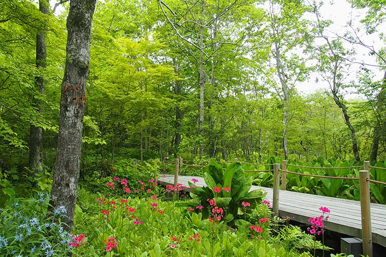箱根湿生花園・クリンソウ