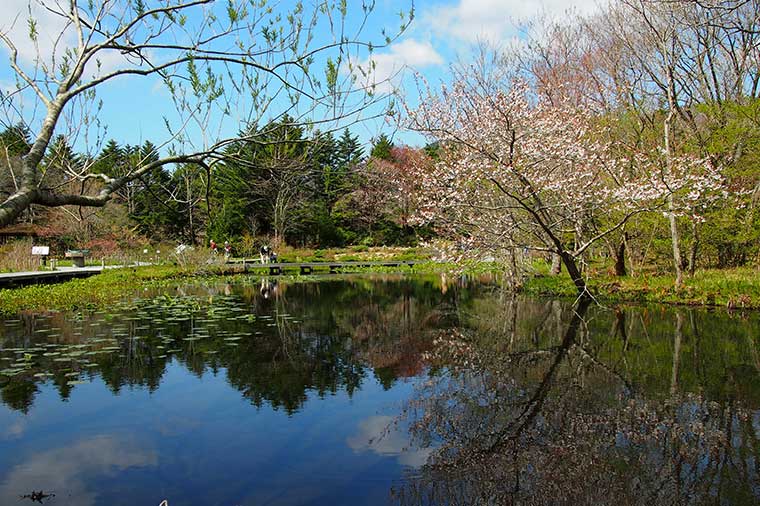 箱根湿生花園・マメザクラ