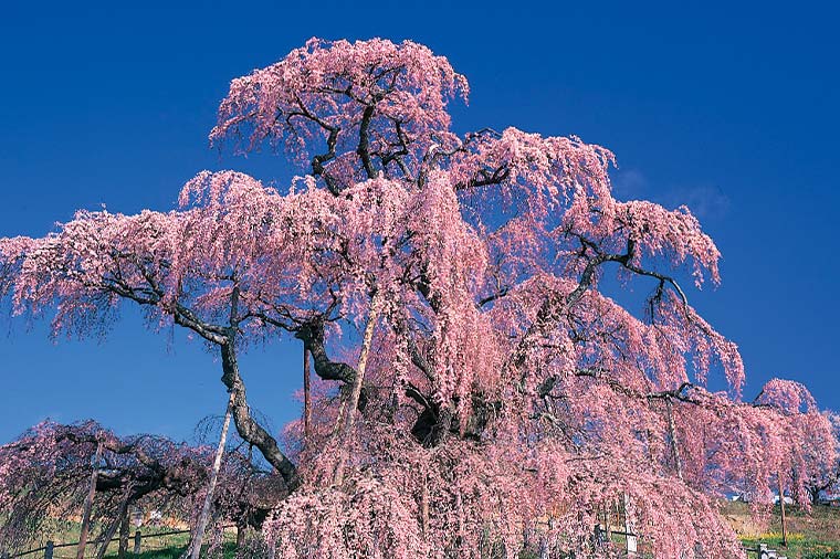 三春滝桜