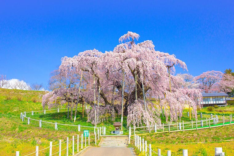 三春滝桜