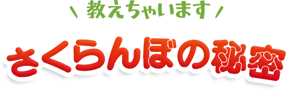 さくらんぼ狩の秘密