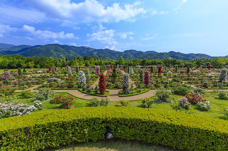 河津バガテル公園 薔薇