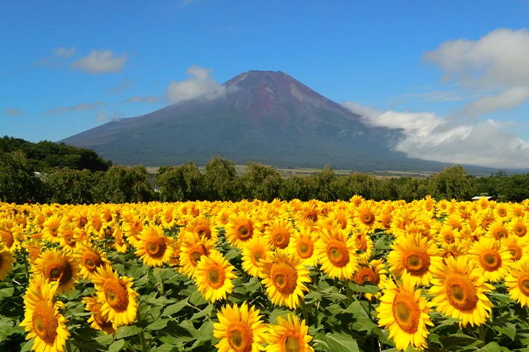 山中湖花の都公園・ひまわり