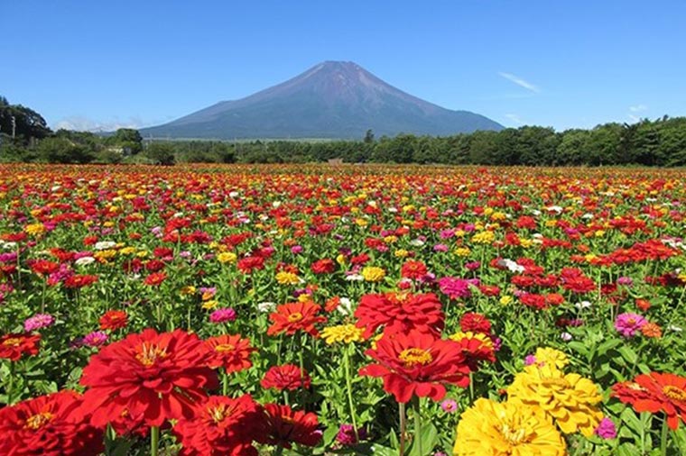 山中湖花の都公園・百日草