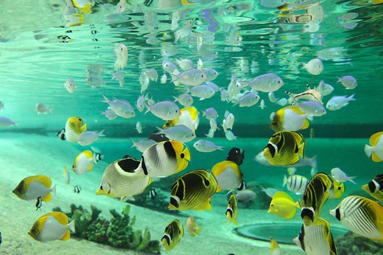 カモシー魚