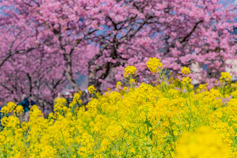 河津桜と菜の花