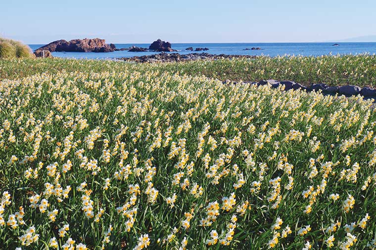 爪木崎公園・水仙