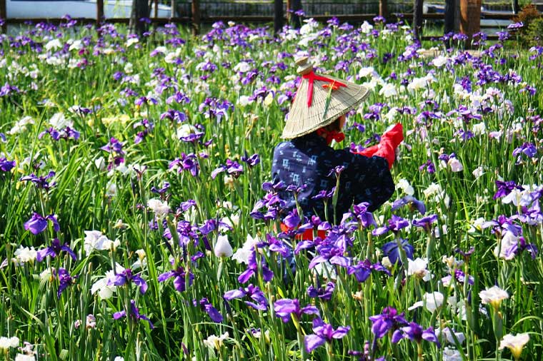 潮来あやめ祭り