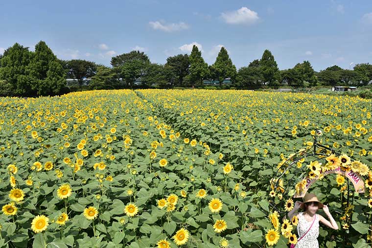 座間ひまわり