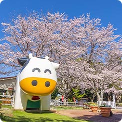 成田ゆめ牧場・さくら