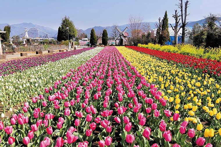 ハーブ庭園旅日記・勝沼庭園・春