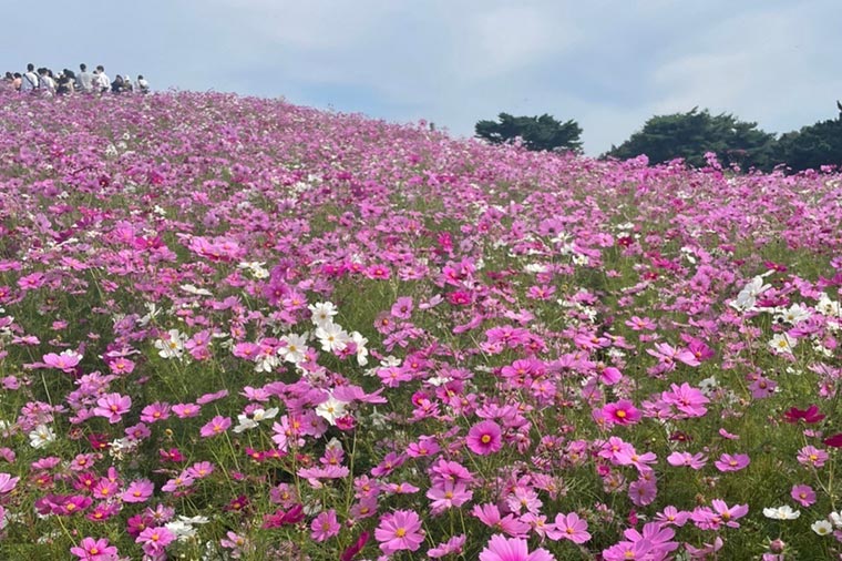 ひたち海浜公園・コスモス
