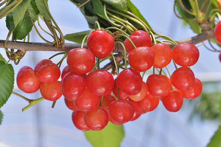 さくらんぼ狩り
