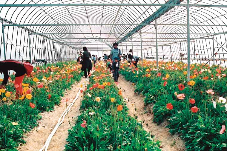 粕谷農園・ポピー