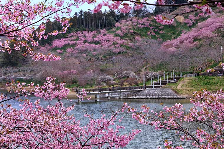 鋸南町 頼朝桜