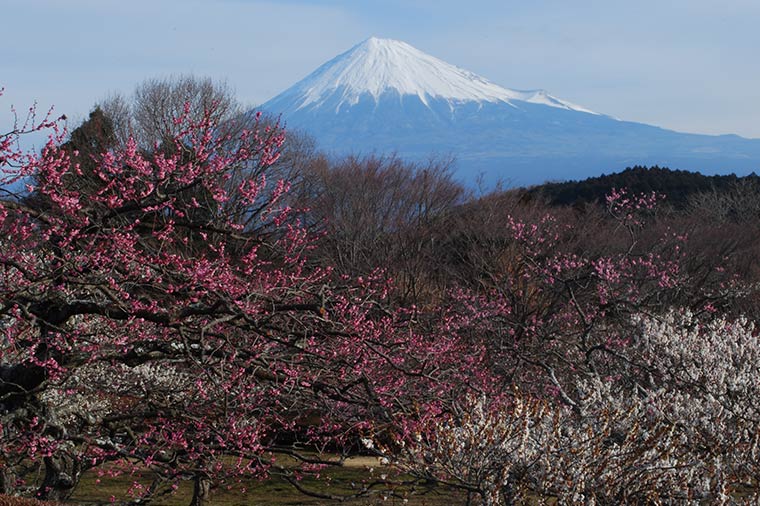 岩本山公園