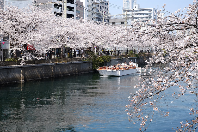 大岡川お花見クルーズ