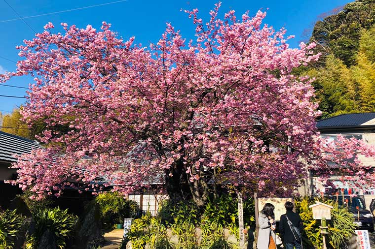 河津桜原木