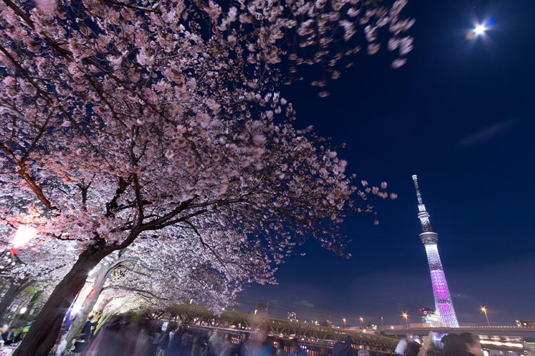 屋形船・夜桜