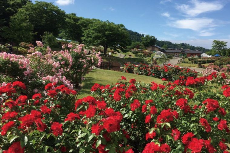 東沢バラ公園