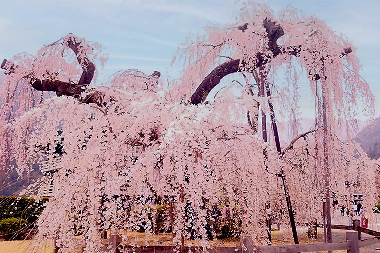 身延山久遠寺・しだれ桜