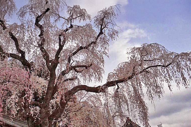 身延山久遠寺・しだれ桜