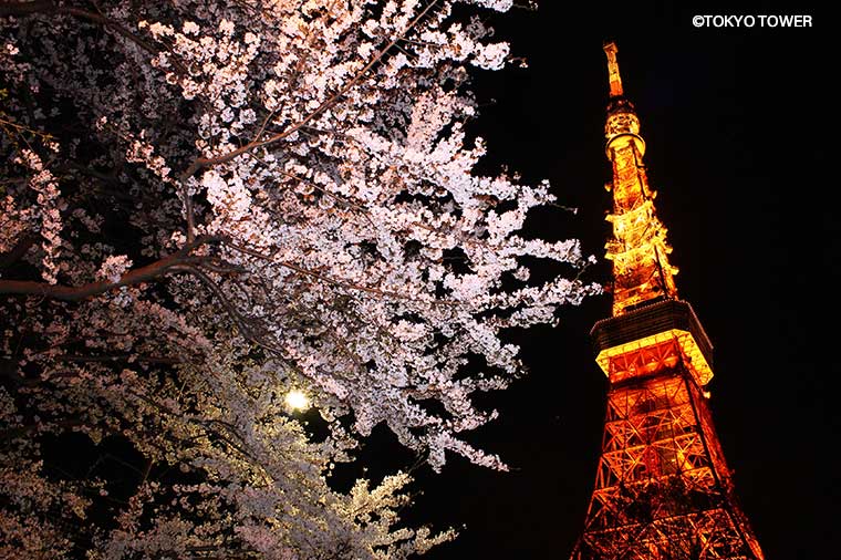 東京タワーと桜
