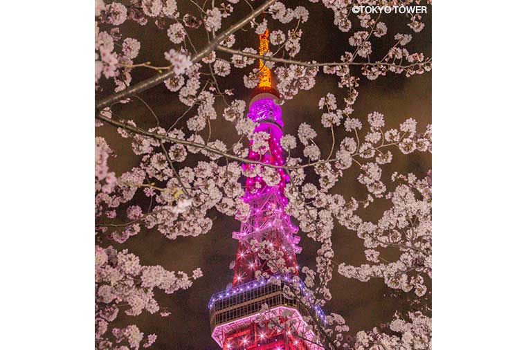 東京タワーと桜夜景