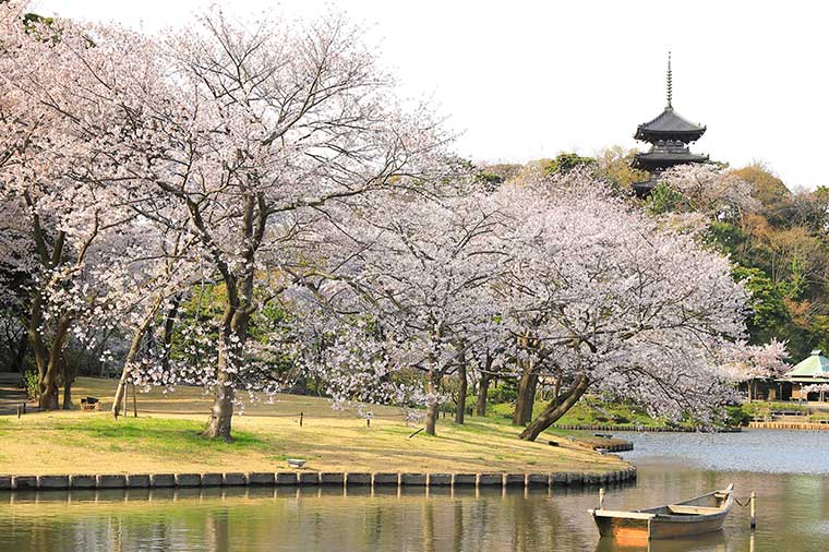 三溪園・桜