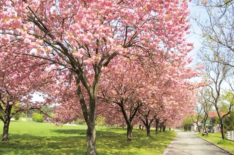 伊香保グリーン牧場・八重桜