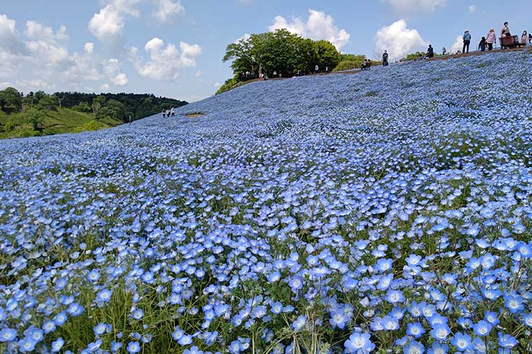 東京ドイツ村