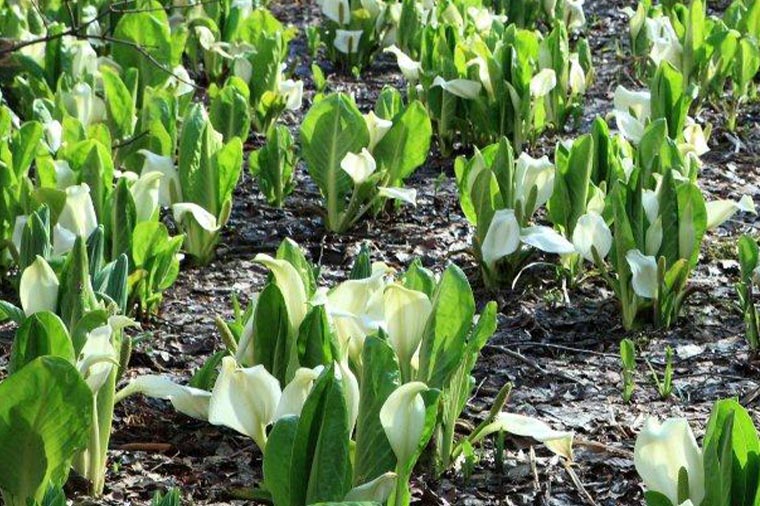 戸隠森林植物園・水芭蕉