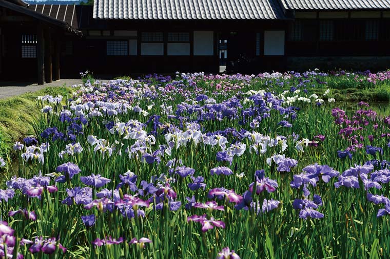 加茂荘花鳥園・花菖蒲