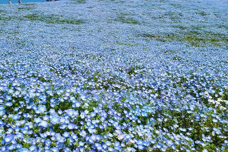 ひたち海浜公園ネモフィラ